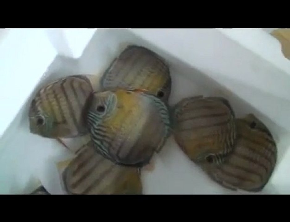 HEK Discus, Brezilya....24/12/2009