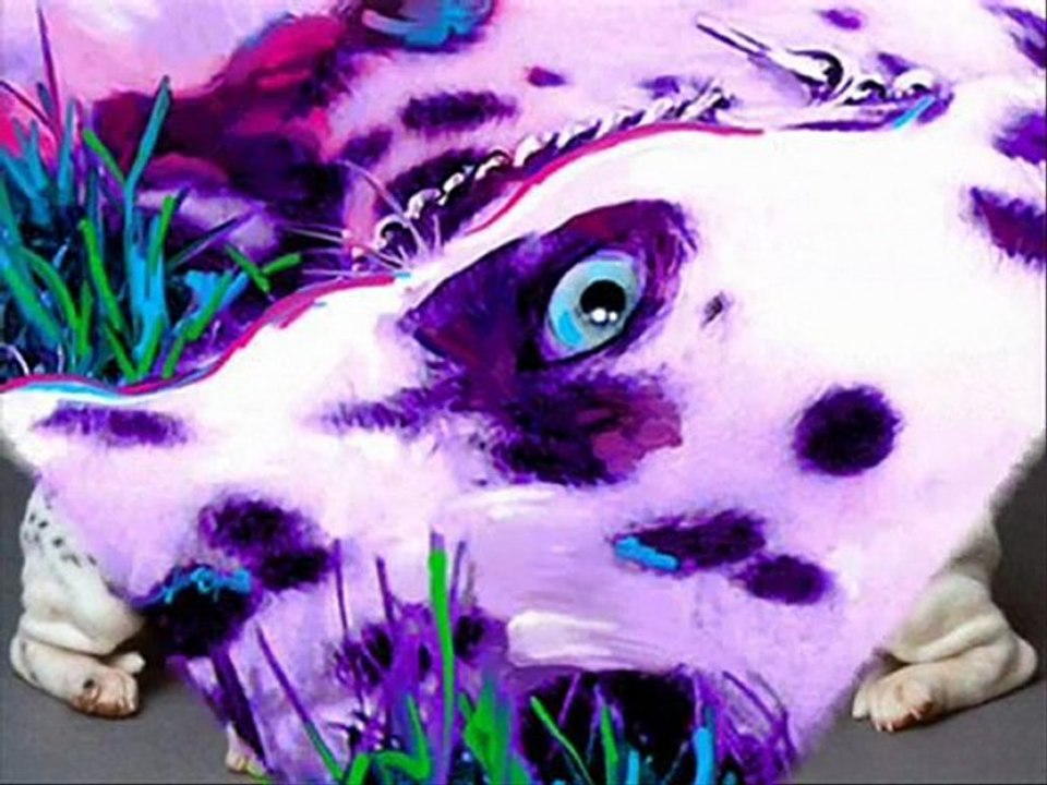 Dalmatien-Les plus beaux dalmatiens