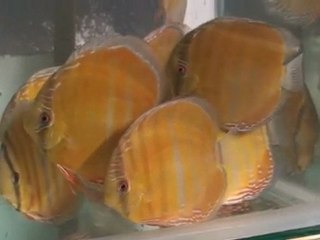 HEK Discus, Brezilya....01/10/2009