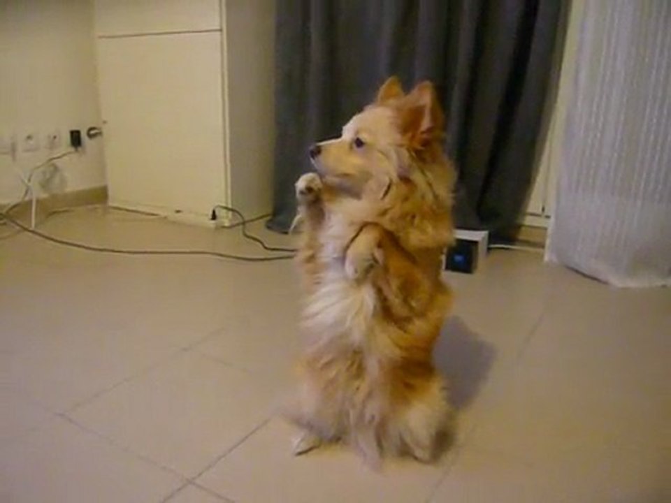 Lucky - un chien bien dressé