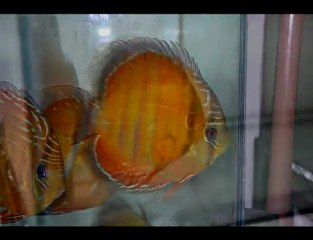 HEK Discus, Brezilya....05/10/2009