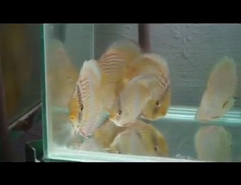 HEK Discus, Brezilya....15/10/2009