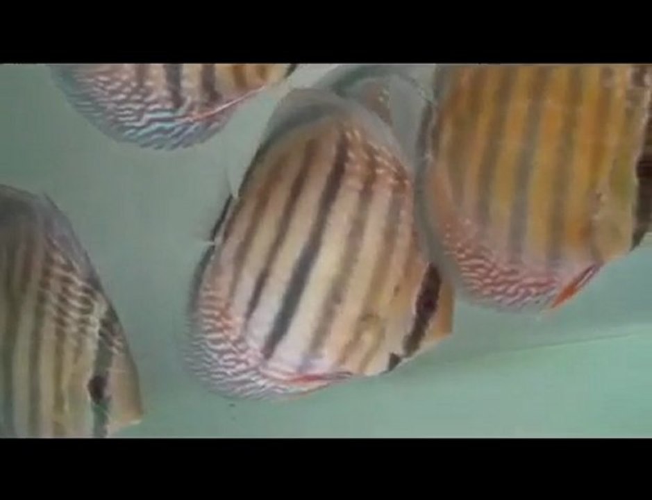 HEK Discus, Brezilya....17/10/2009