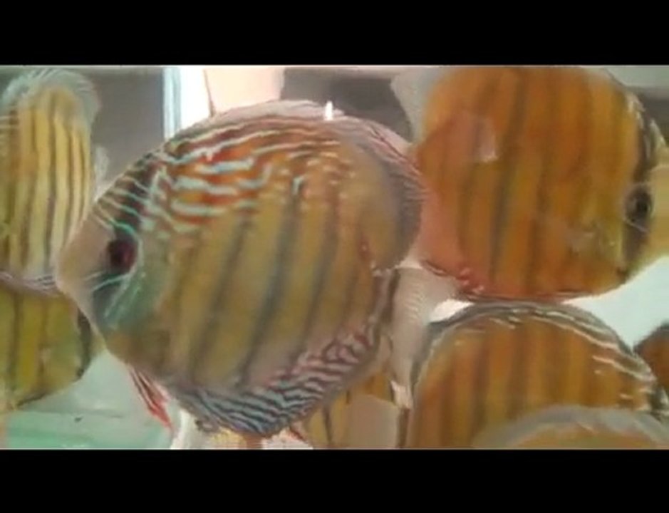 HEK Discus, Brezilya....20/10/2009