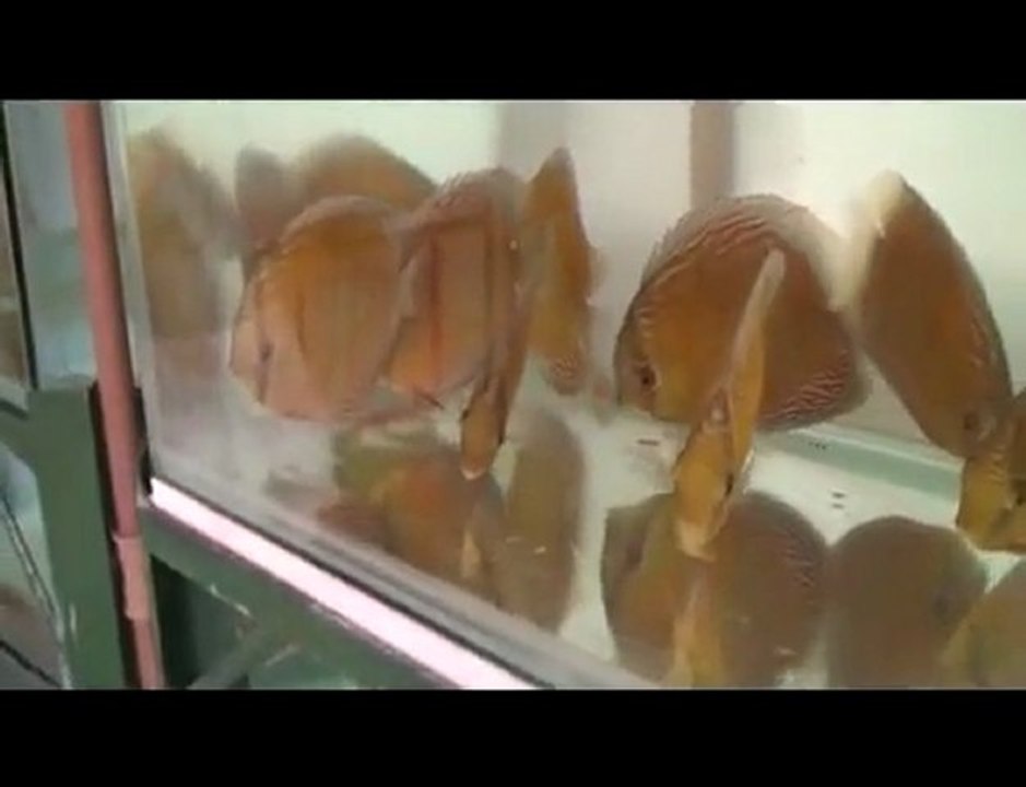 HEK Discus, Brezilya....30/10/2009