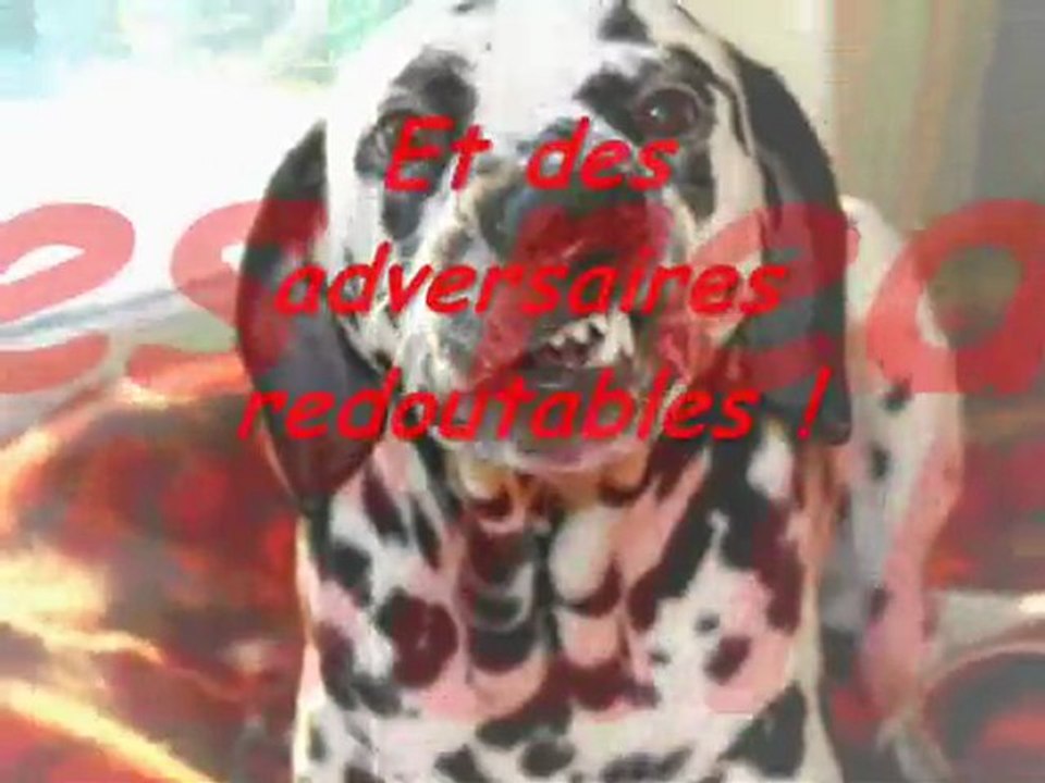 Nintendogs-La pub du blog Concours d'OBR !