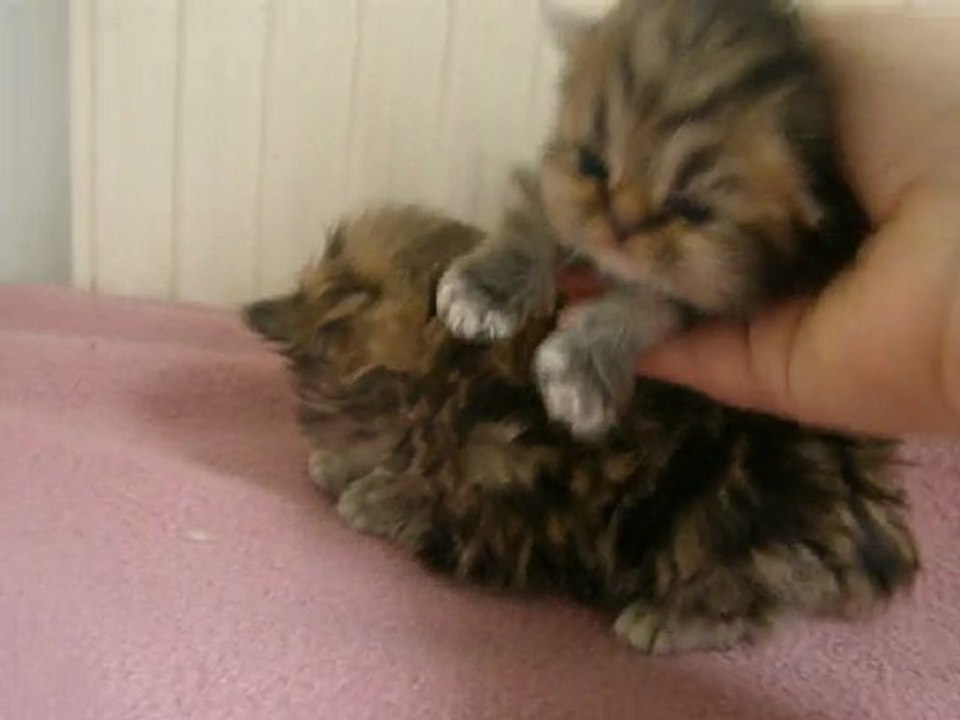 bb  persans golden shaded