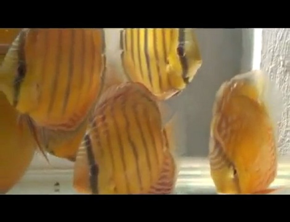 HEK Discus, Brezilya....2009-2010 Sezonu