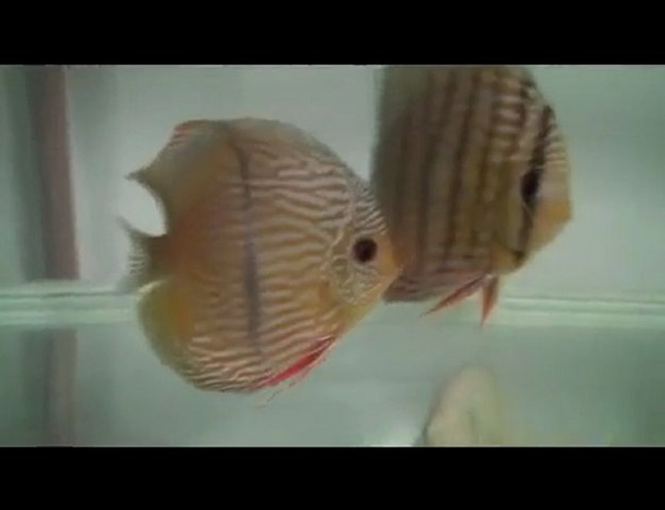 HEK Discus, Brezilya....22/01/2010