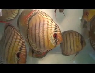 HEK Discus, Brezilya....30/01/2010