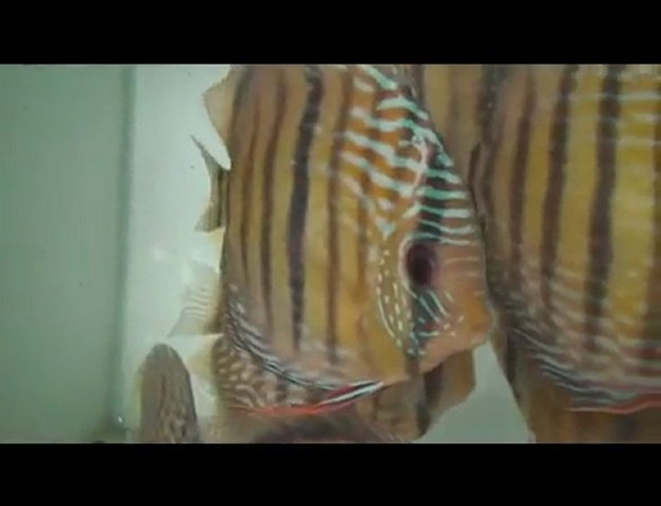 HEK Discus, Brezilya....04/02/2010