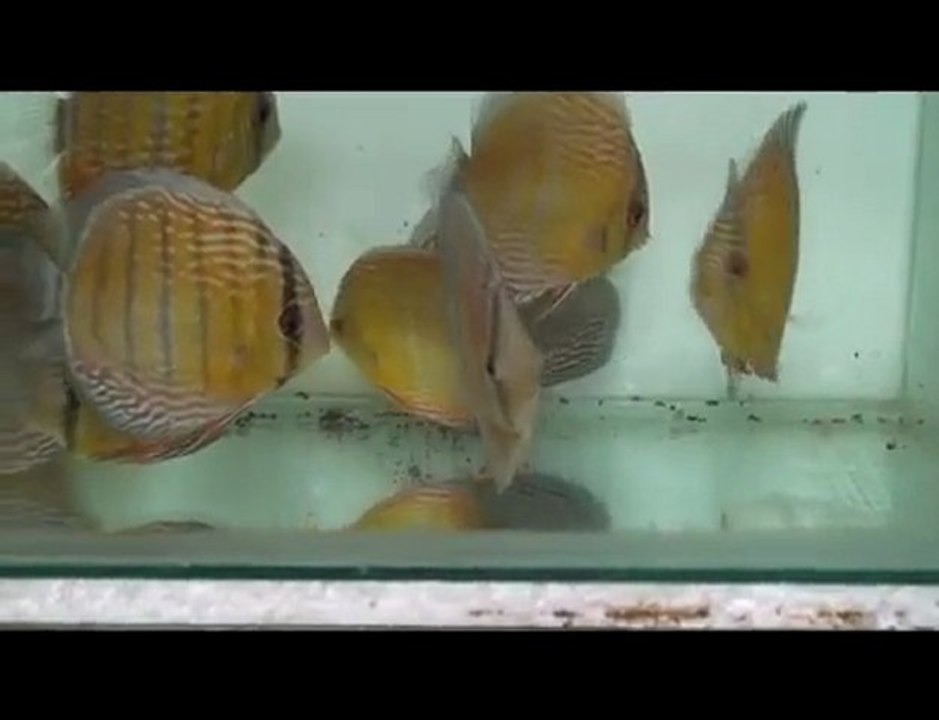 HEK Discus, Brezilya....14/02/2010