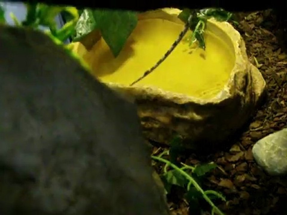 mes serpent dans leur terra (suite 3)