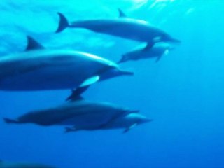 Freediving Hawaii 2010