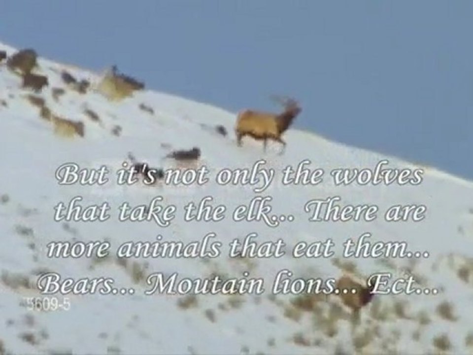 Suport...Defend...Save Them (Save The Wolves)