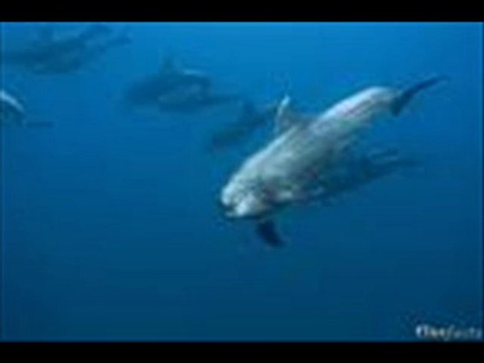 Unsere Ozeane Part 1 Online Stream