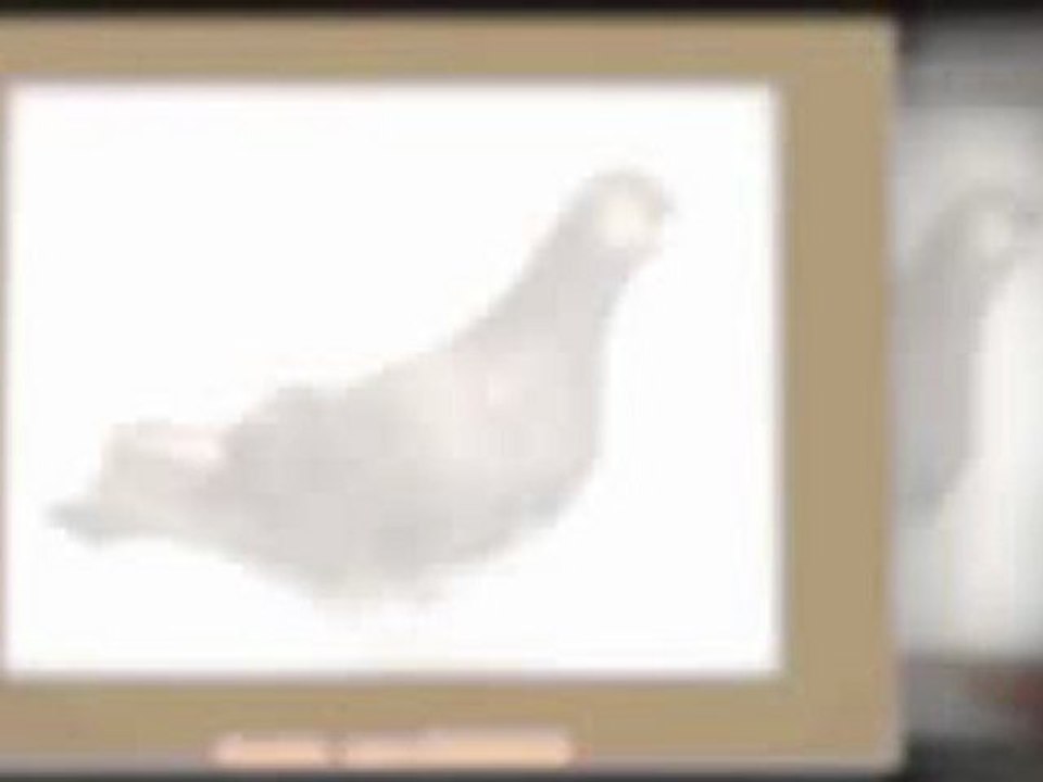 Pigeon Pals Racing Club Daily Results 222
