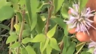 Bee Balm herb, Monarda fistulosa