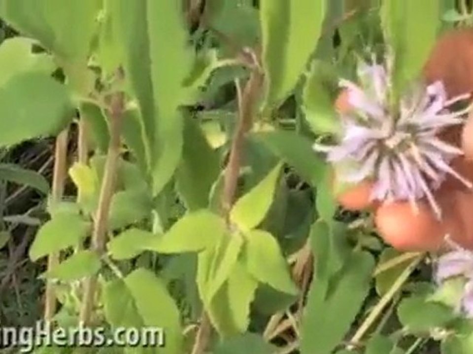 Bee Balm herb, Monarda fistulosa
