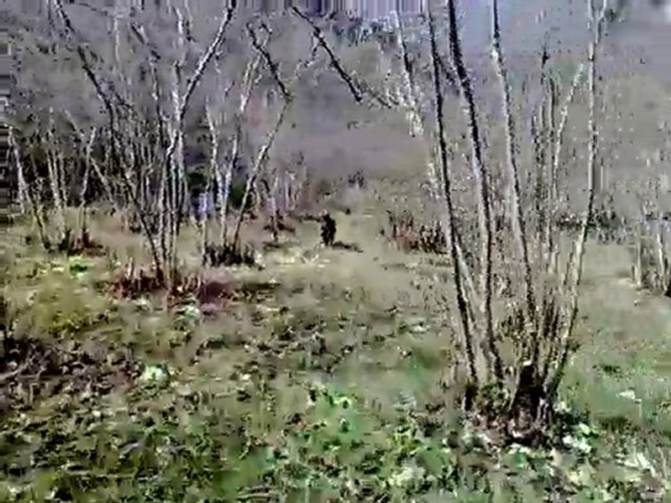 Domuzu Kovaladım O Zavallımda Kaçtı :)