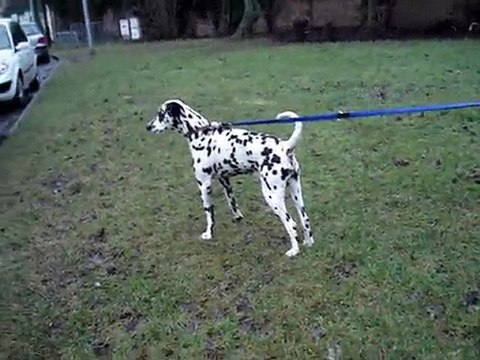 Axel dalmatien 5 ans SPA DOUAI 59