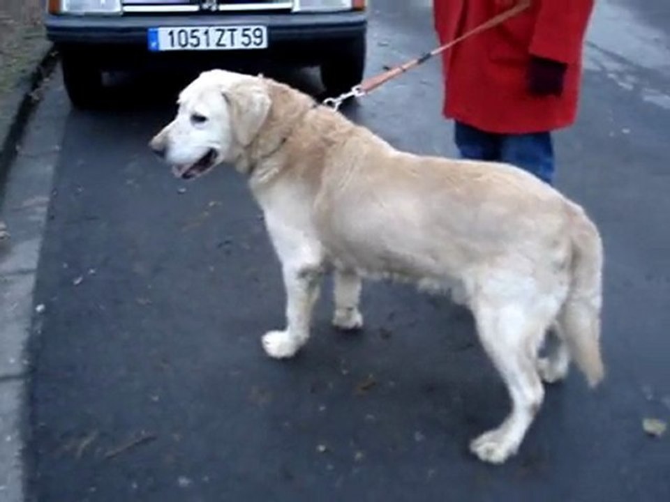 LINO labrador mâle 5 ans