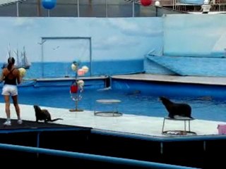 МОРСКИЕ КОТИКИ (выступление)