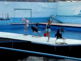 морской котик