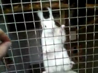 ecureuil du japon mutation rare en france