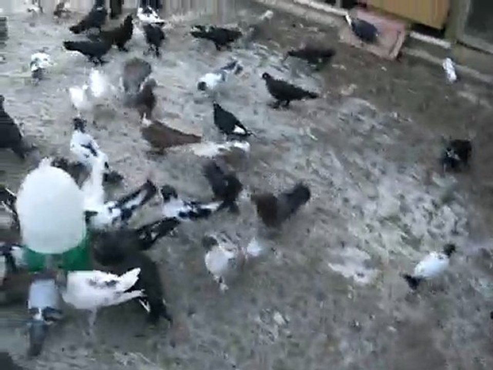 500 saya kelebek izmir