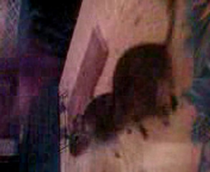 mes octodons qui dansent