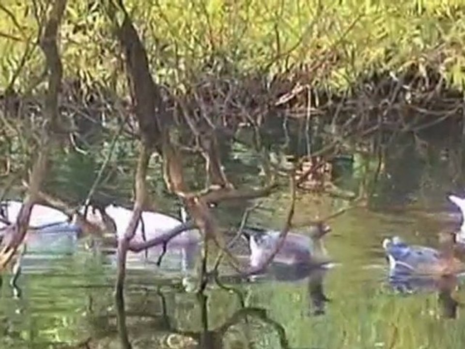 Wild Side - Roberto Cacciapaglia