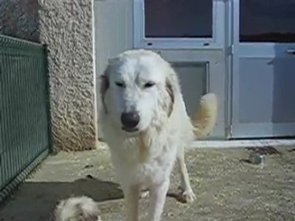 Chiots Montagne des Pyrénées Patou LOF