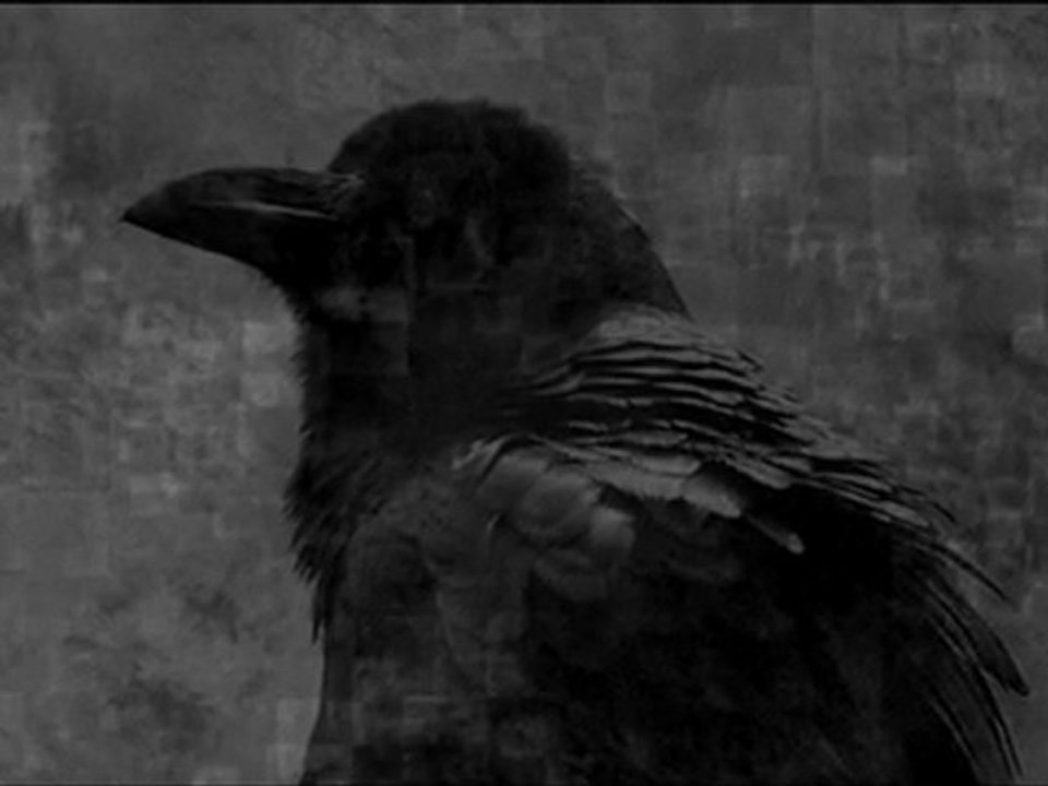 The raven
