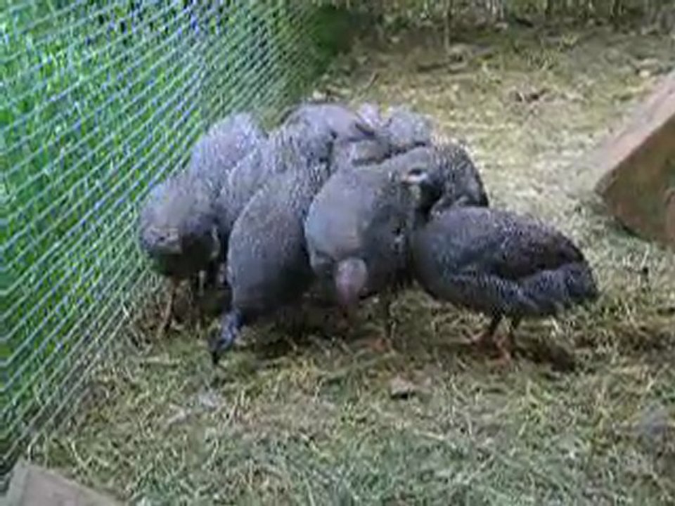 Pntades mangent et réagissent au bruit élevage domestique dans le Lot