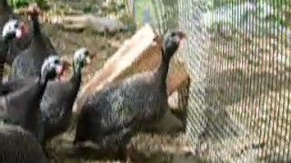 Les pintades leur cri mâles et femelle - écoute du cri des pintades dans le Lot