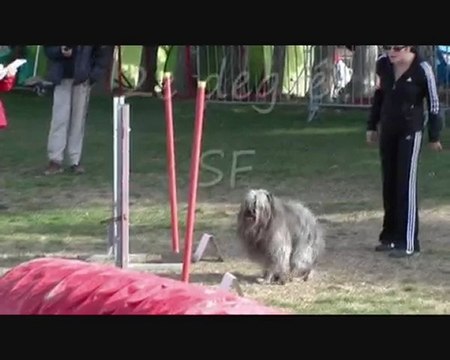 Buck Agility St Saturnin 28/02/10