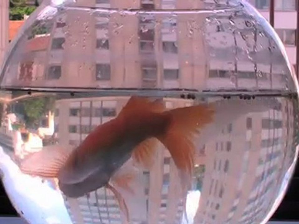 PwCinema (saison 2) - poisson_macho