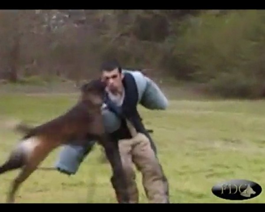 Archives FDG: Bite Fest 2003