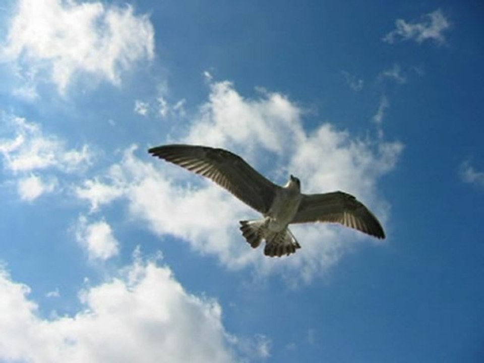 Paolo Pagnani - Amar Luna