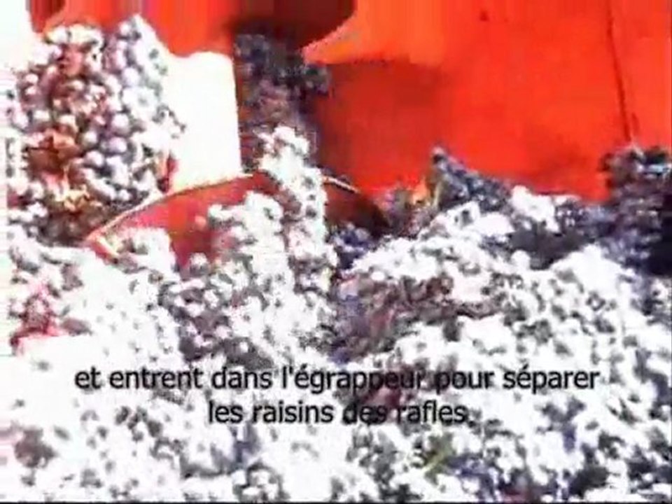 Gourmet Odyssey Journée Vendanges