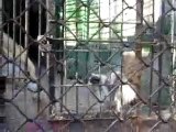 Gatto nella gabbia dei lupi