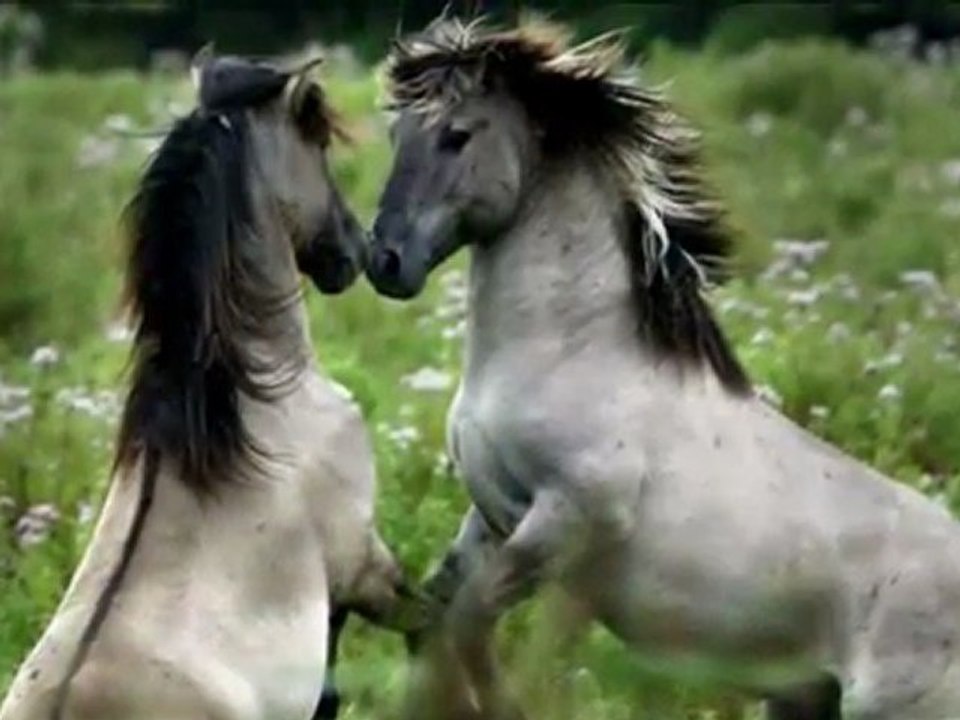 Horses 2
