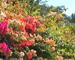 The girl who talks to the trees Bruno Pinkhof