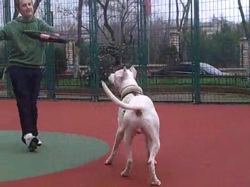 TELLA  VIDEO