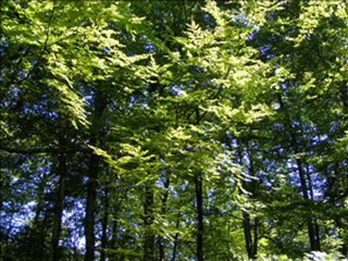 Sri-Aurobindo-24-2-10_part1.2