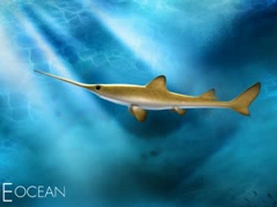 Longnose Sawshark 3D Rendering
