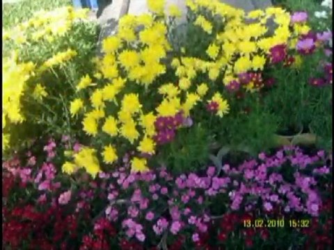 Duong hoa Nguyen Hue, Canh Dan 2010, phan2