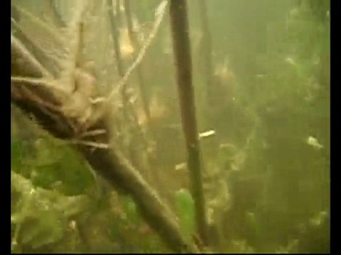About the catfishes, laying stacks. Underwater video.