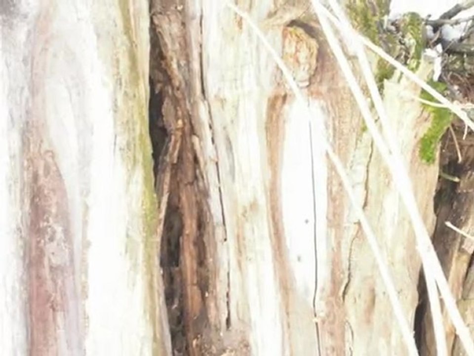 KAGENFURT Europas bester Parapschologie, Magier, Chirologe